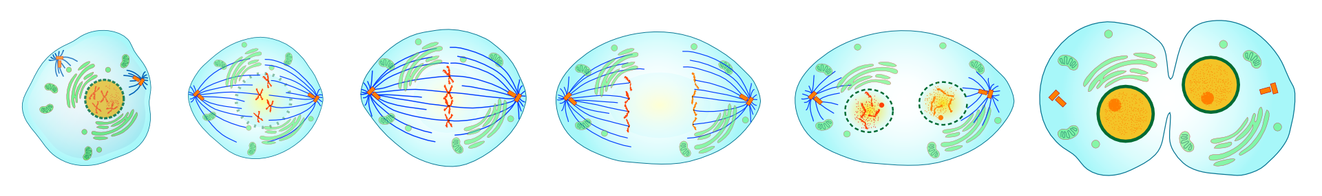 división celular