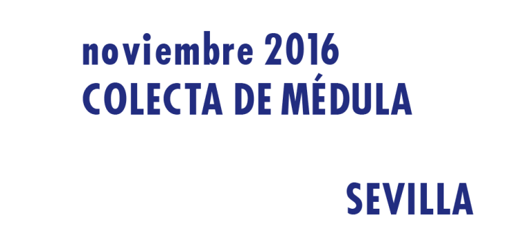 Colectas de médula en Sevilla. Noviembre 2016